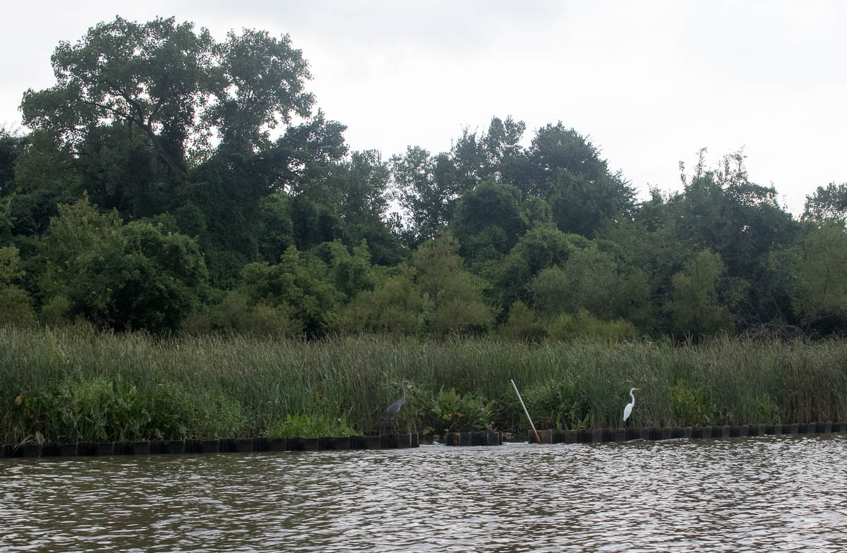 photo of river bank with birds