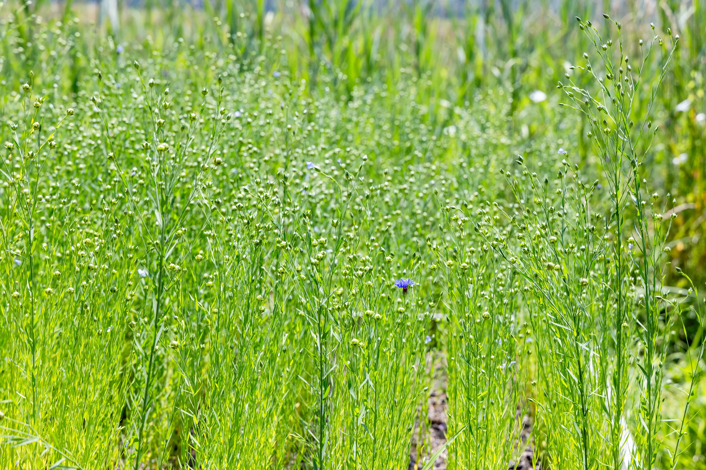 flax