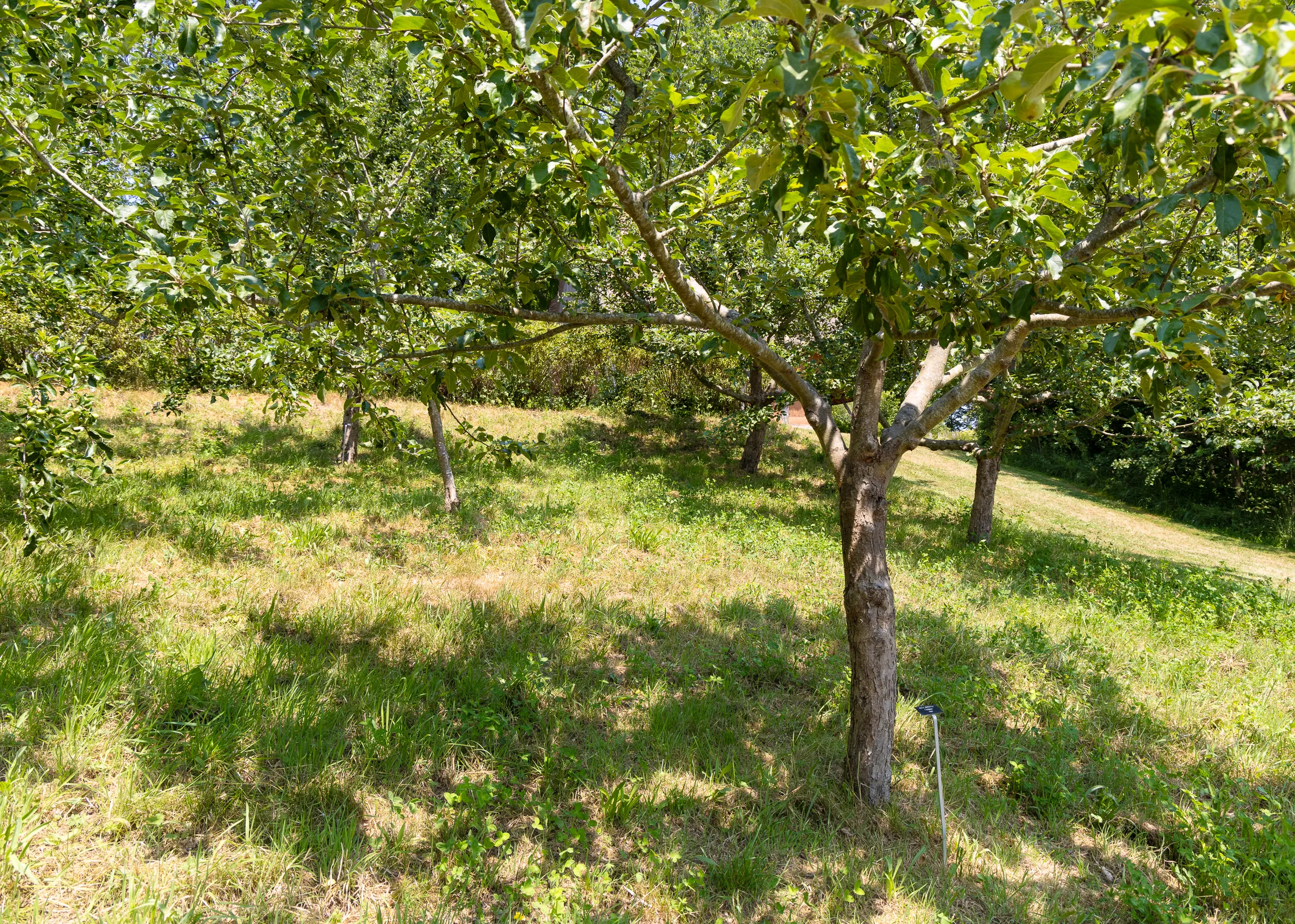 orchard
