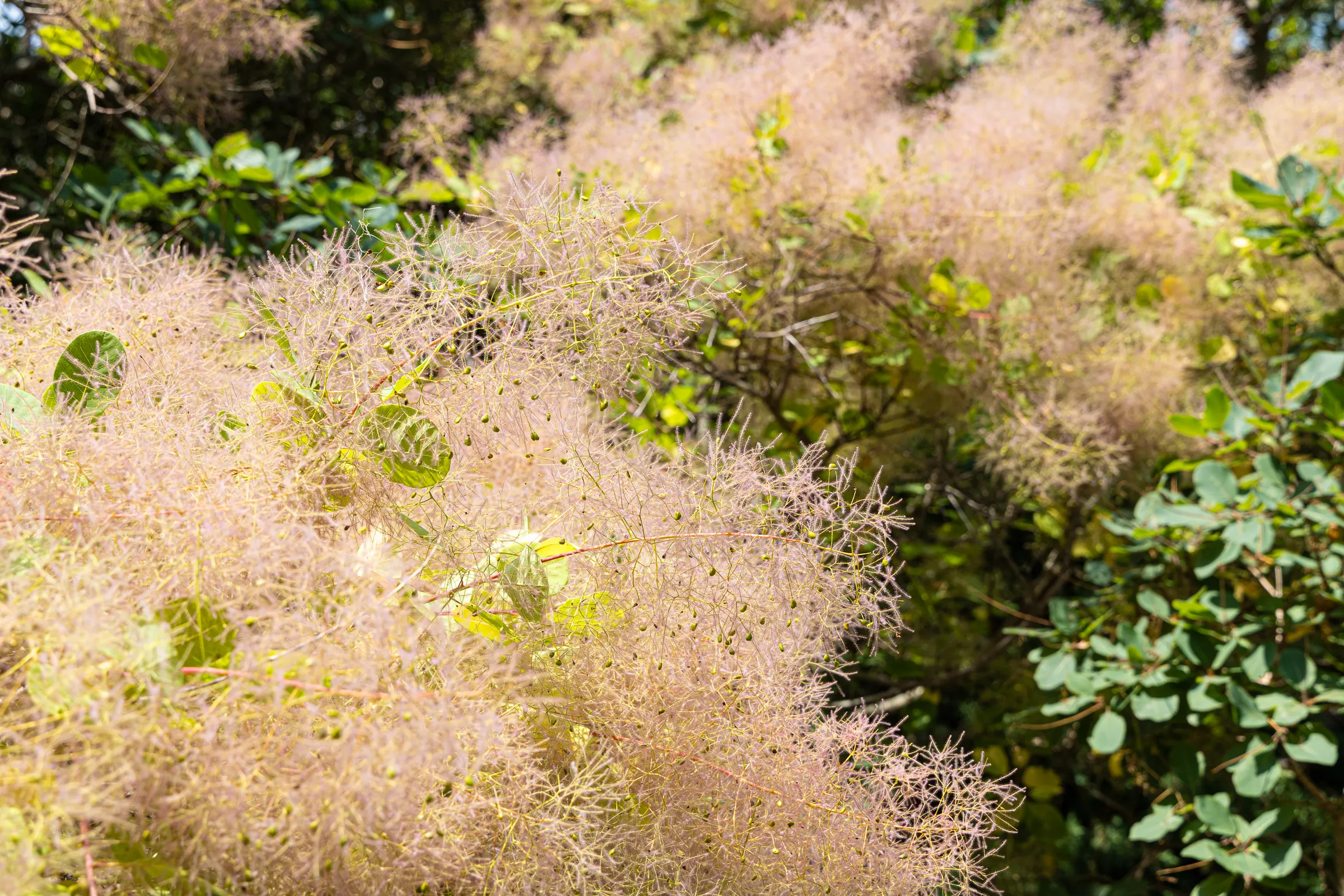 smoketree