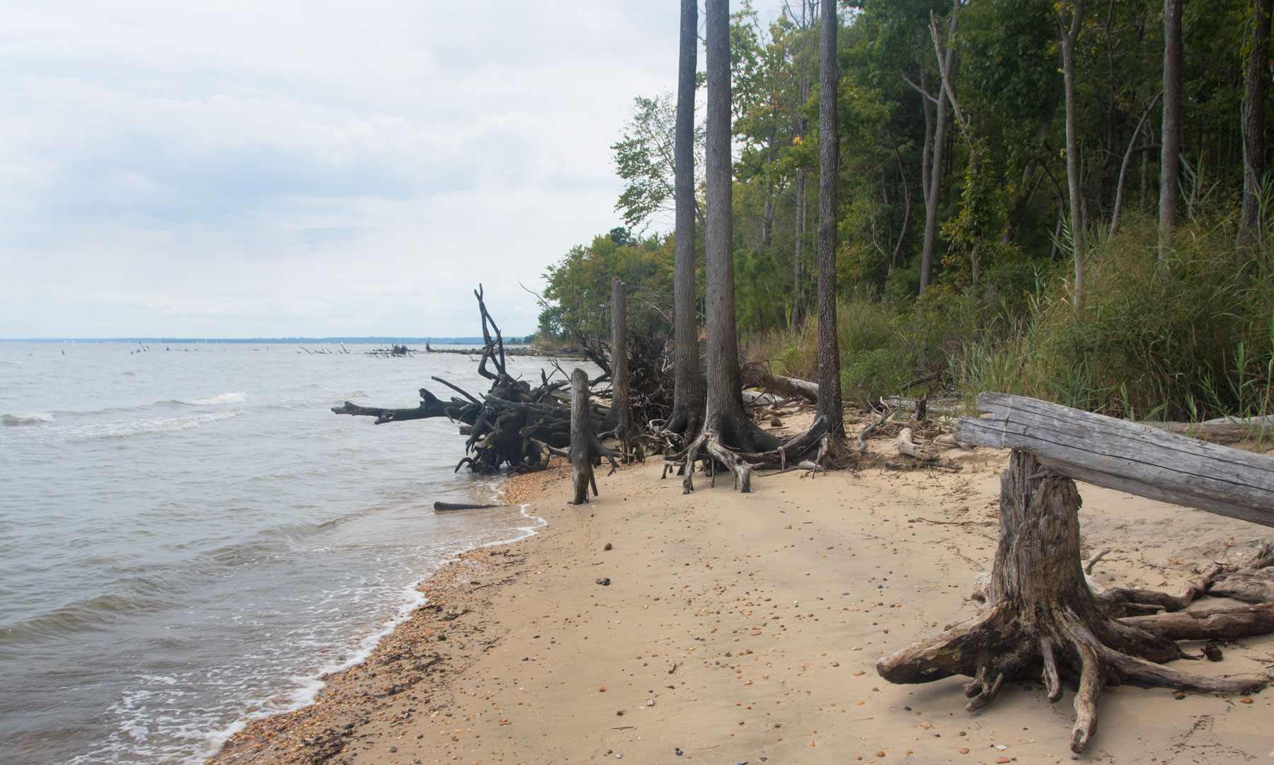 photo of trees on eroding shoreline