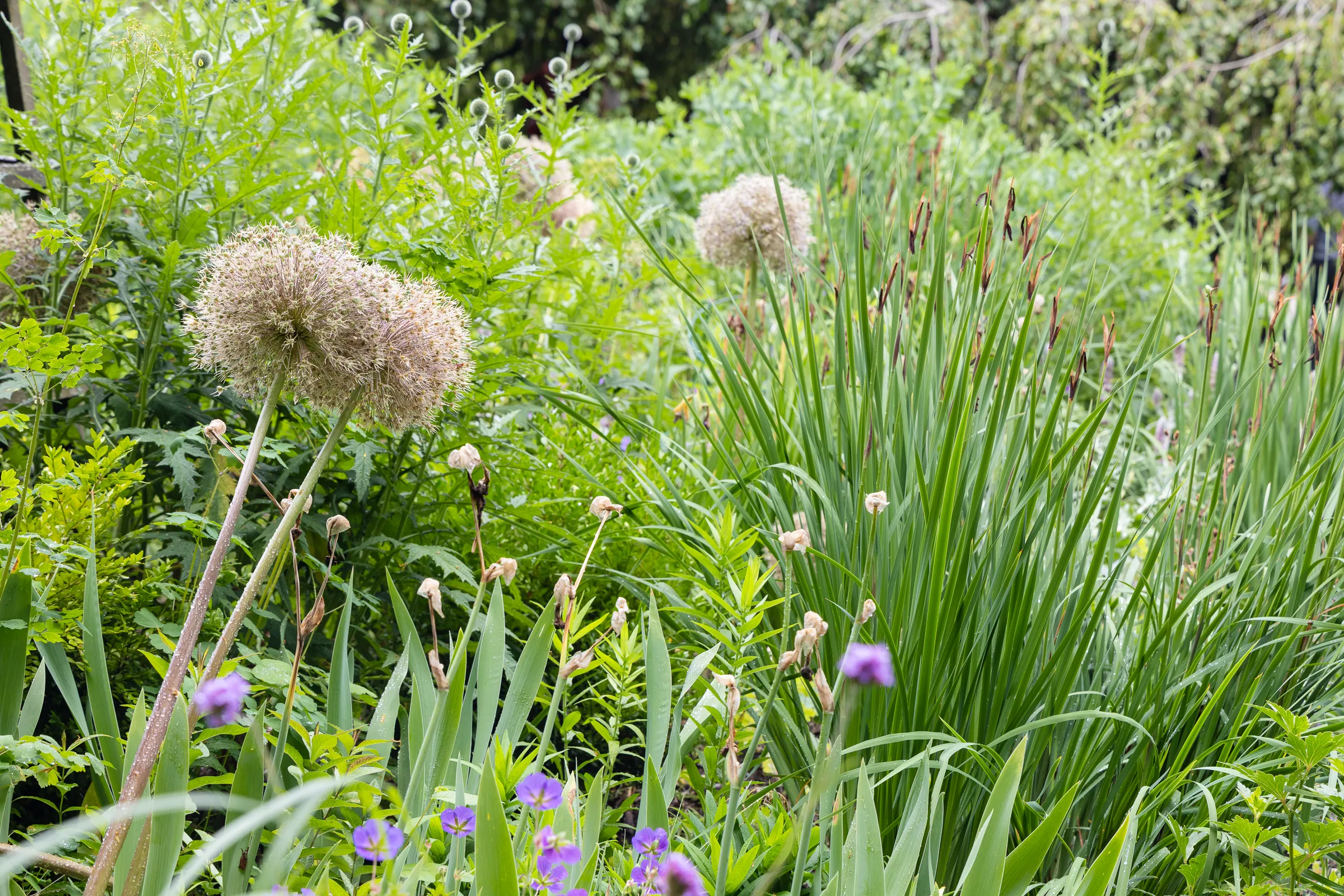 ornamental allium