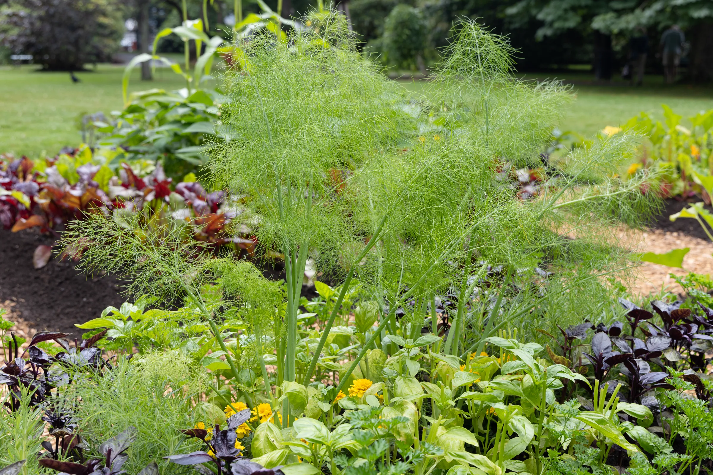 fennel
