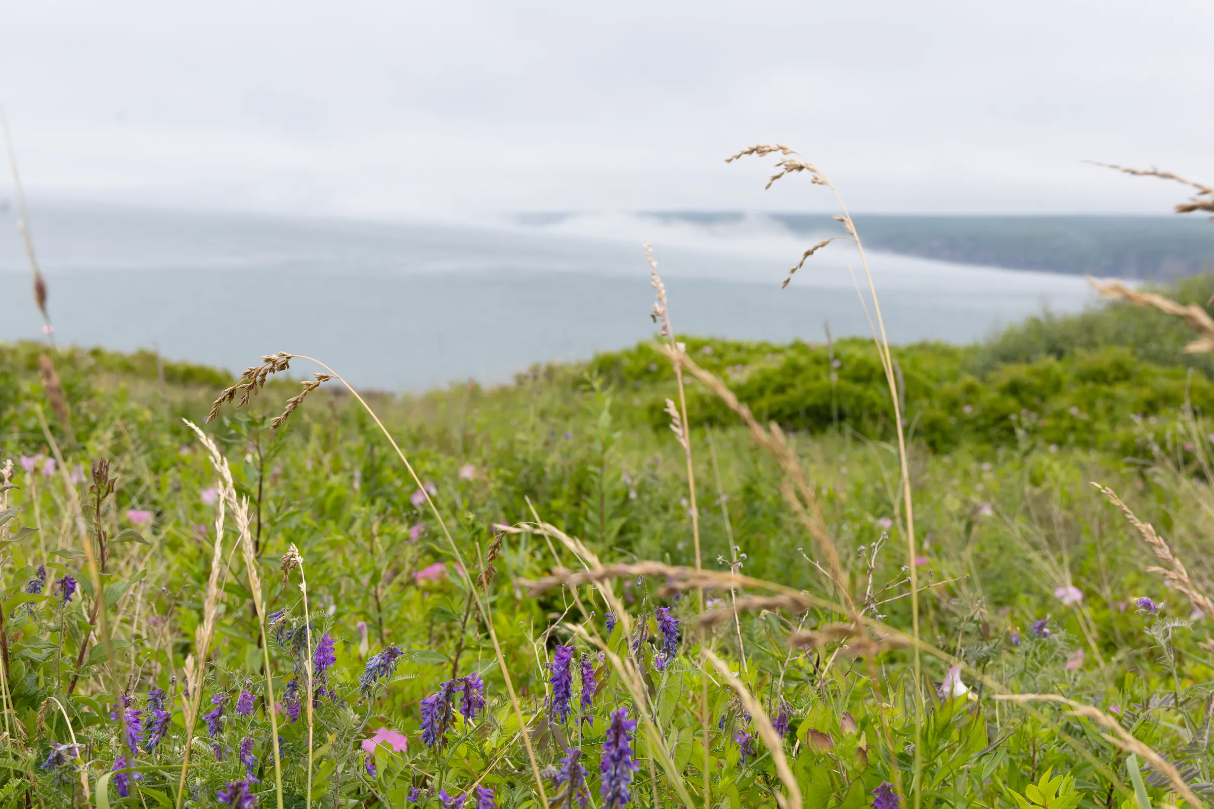 fog and flowers