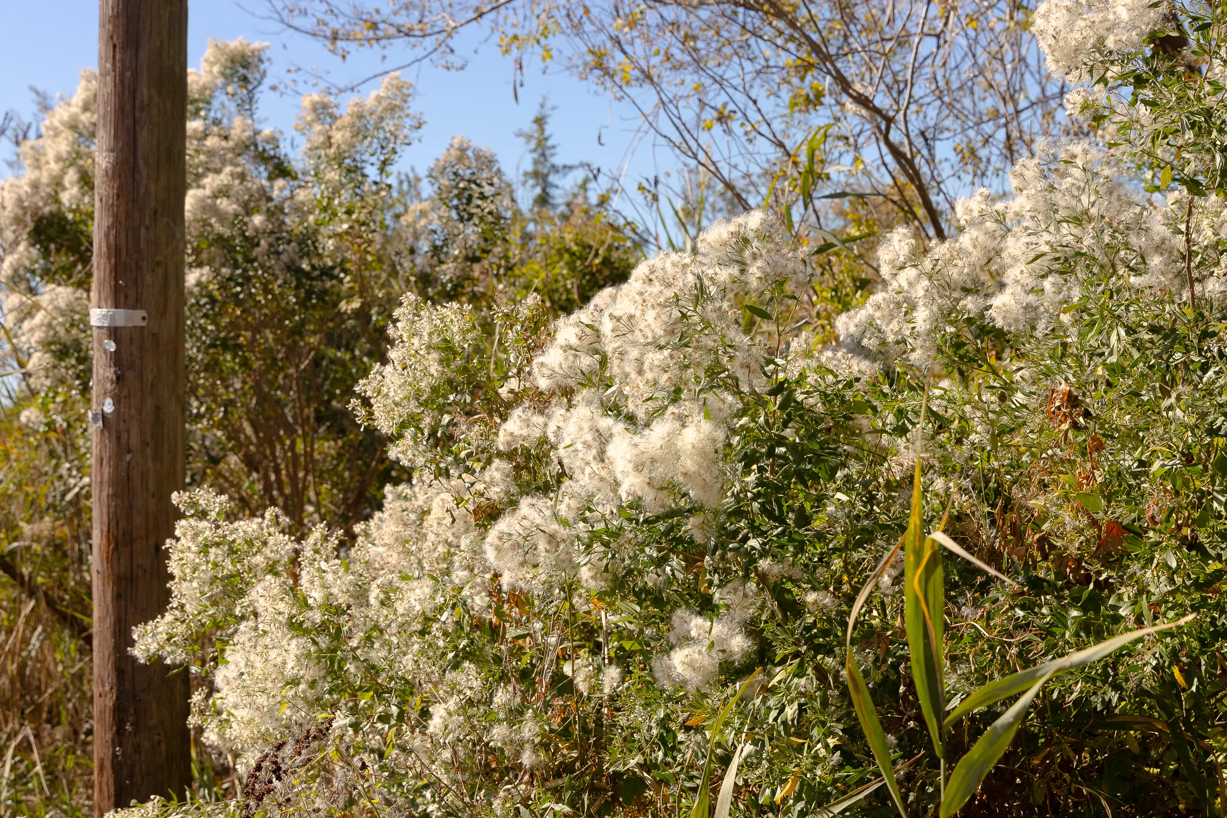 Groundsel Tree blossoming in white