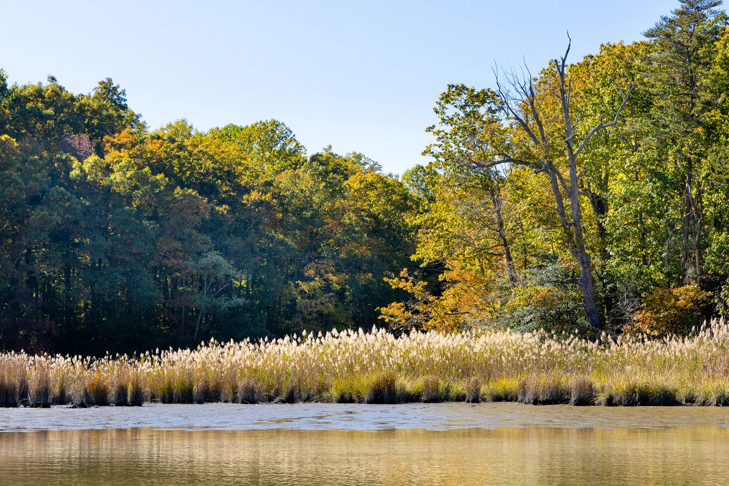 Marsh and fall trees