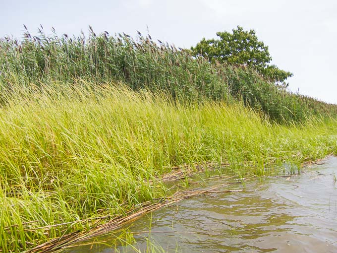 map of marsh grasses