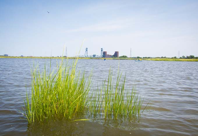 photo of spartina