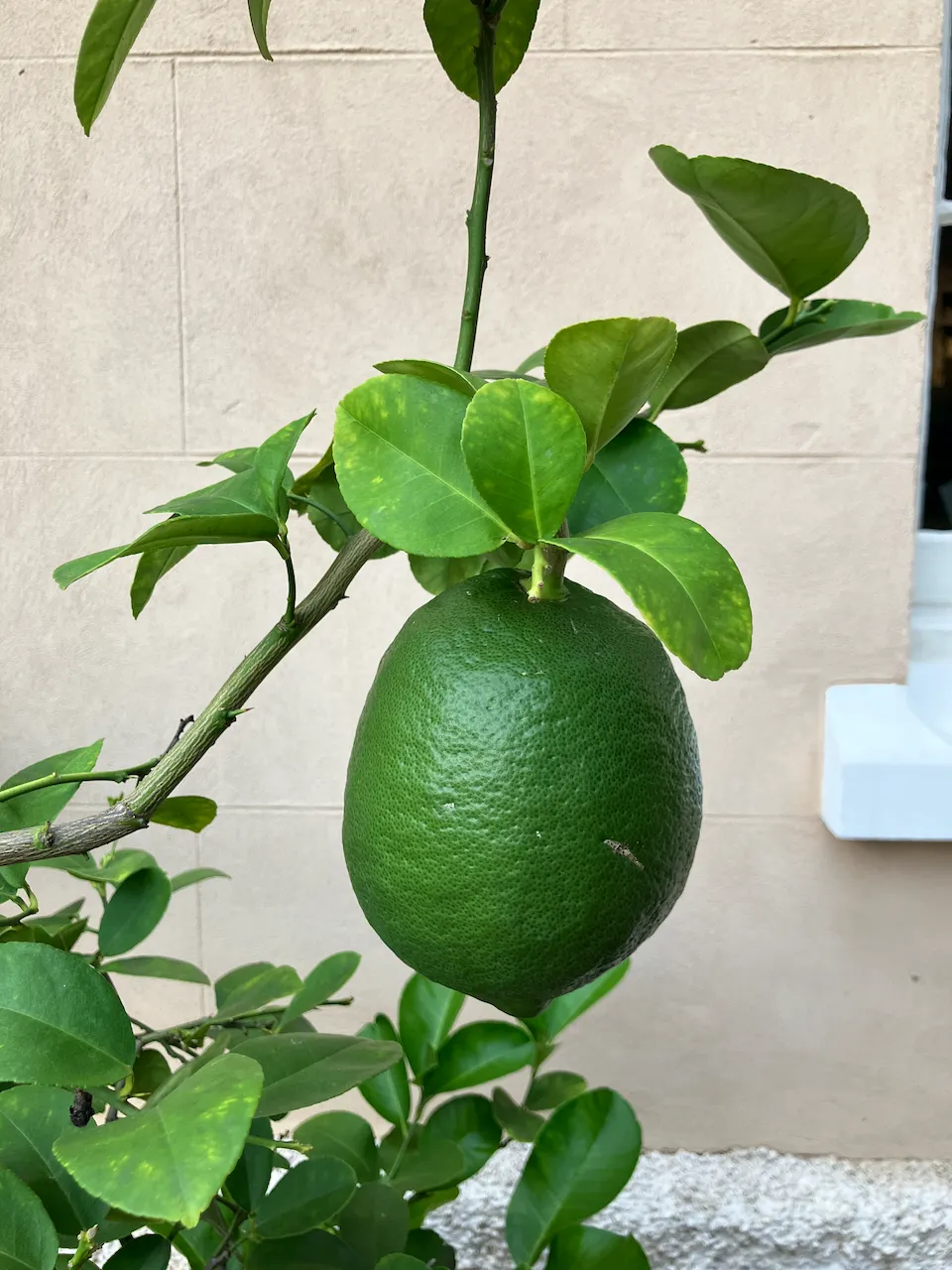 A citrus fruit